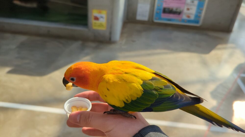 A sun conure spends the happy time with his meal