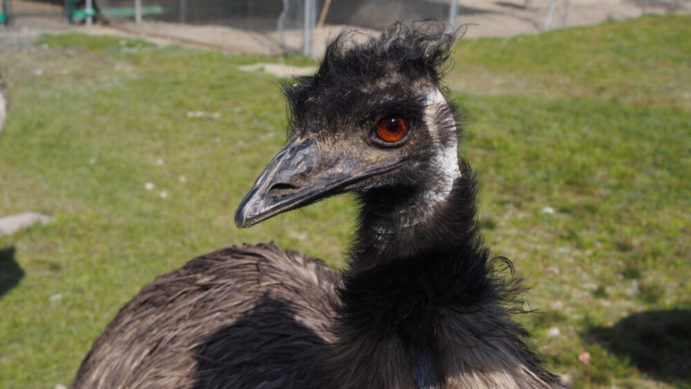 An emu is approaching and smiling
