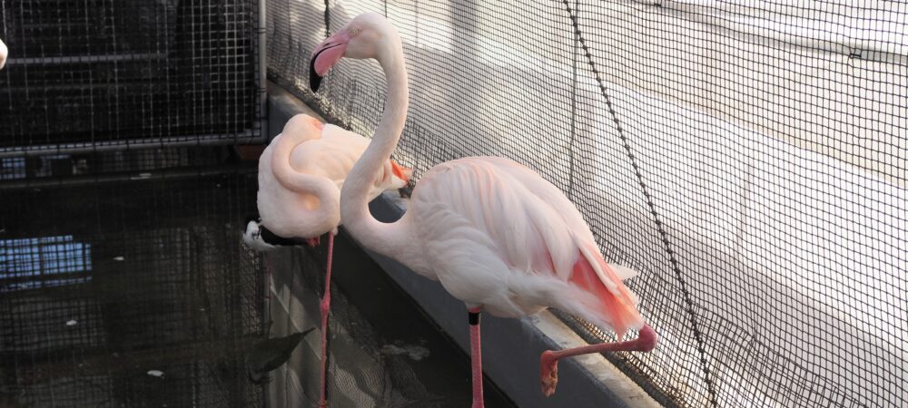 flamingos take a rest inside waterside zone of Kakegawa Kachoen