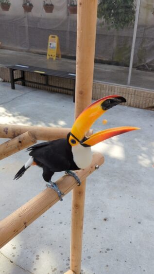 A toucan is about to eat his meal in Kakegawa Kachoen