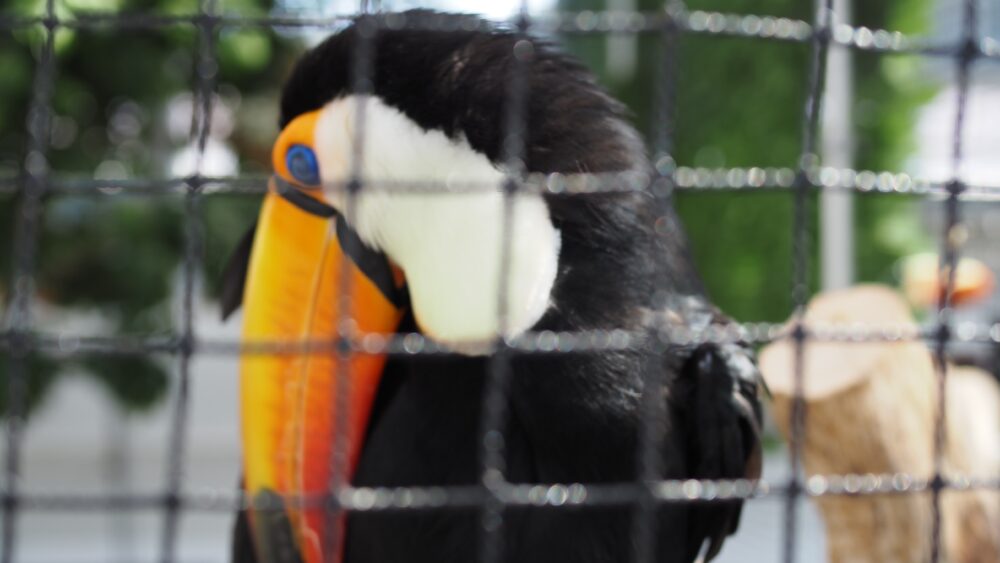 A toucan is relaxing in a cage and waiting for the meal time