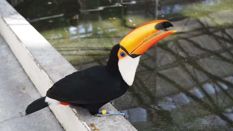 a toucan is about to drink water