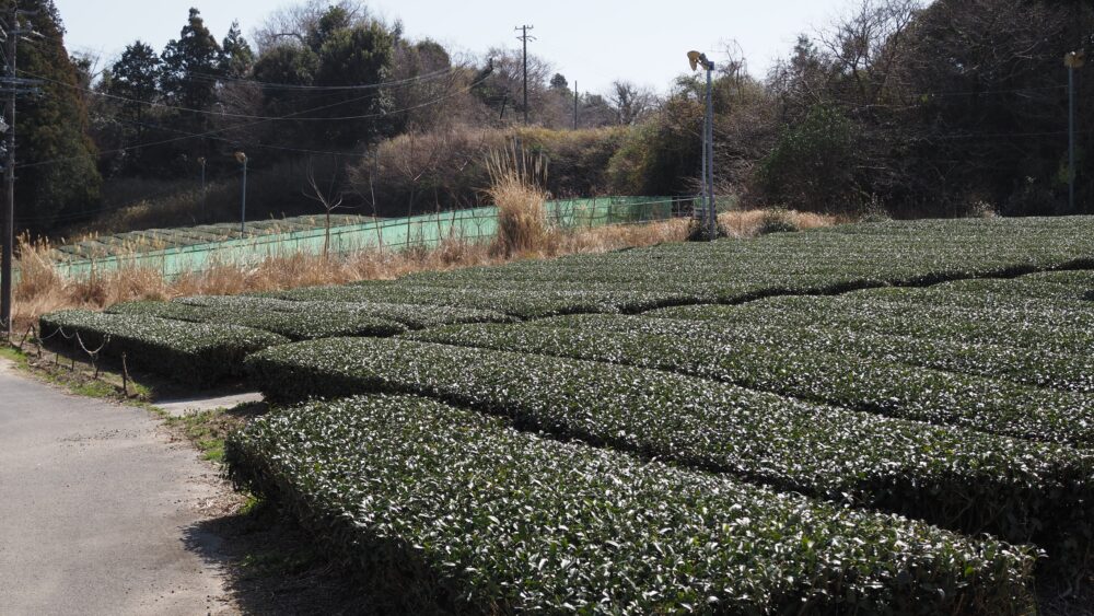tea field expands in Kakegawa area